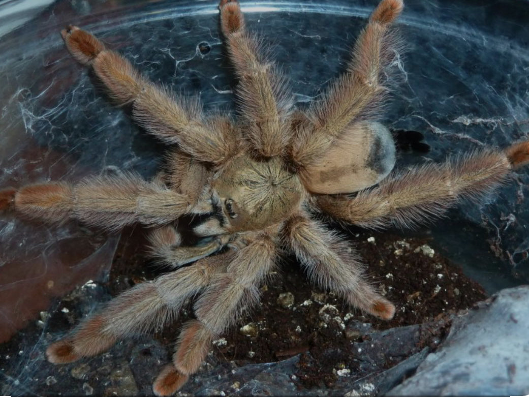 Psalmopoeus pulcher (Panama blonde).5” freebie over 75$