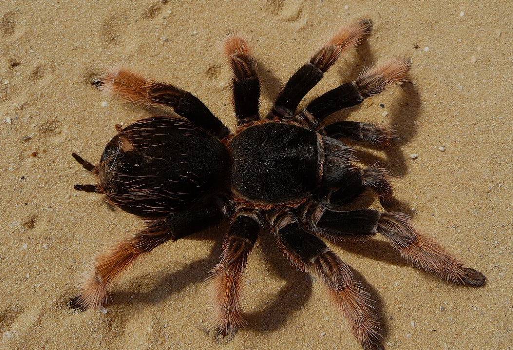 Brachypelma klaasi (Mexican pink).75”