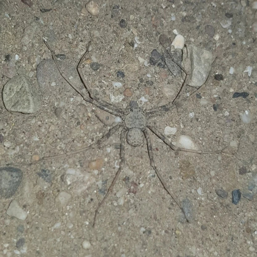 Sicarius gracilis (Ecuadorian Six-Eyed Sand Spider) .25-.5”