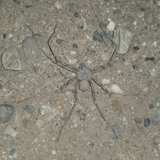 Sicarius gracilis (Ecuadorian Six-Eyed Sand Spider) .25-.5”