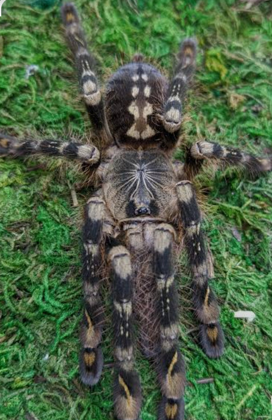 Poecilotheria subfusca ‘highland’ (Ivory ornamental).75” ESA AZ sales only