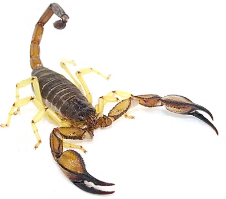 Nebo whitei (Nebo’s scorpion).75”