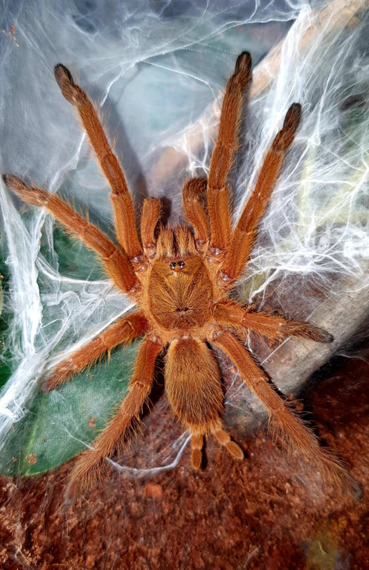 Chilobrachys huahini (Giant Asian Fawn) 2”