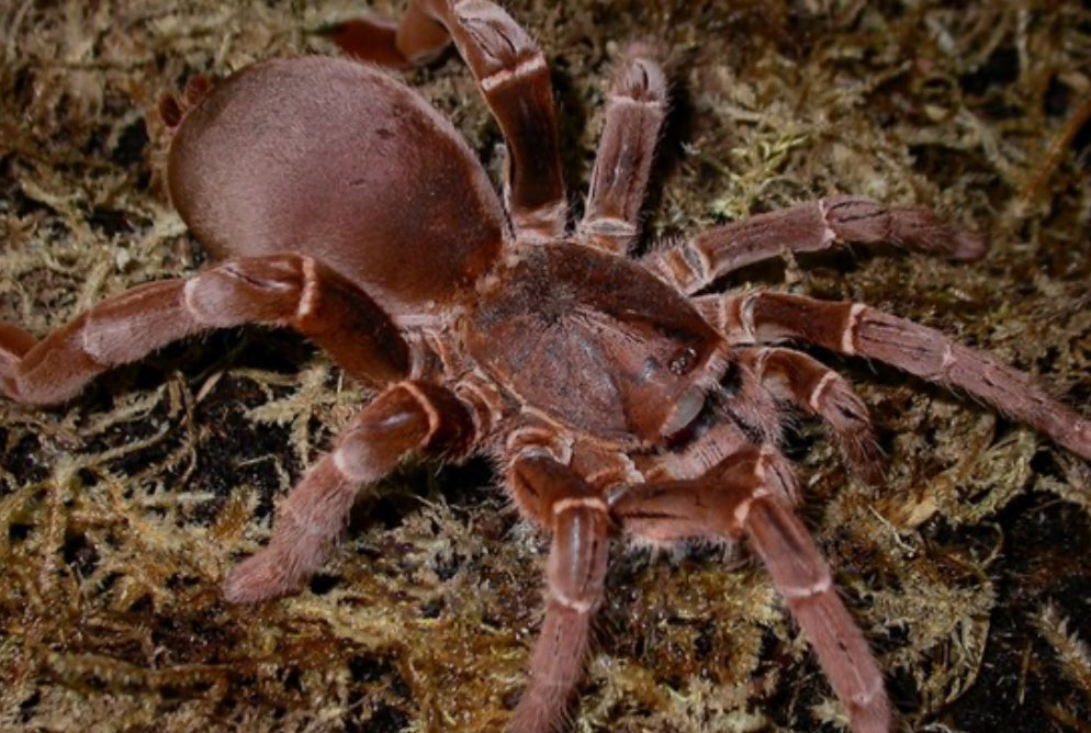 Pelinobius muticus (King Baboon).75”