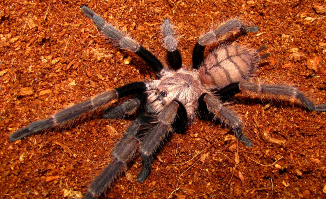Chilobrachys fimbriatus ( Indian violet)