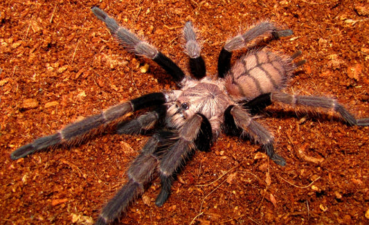Chilobrachys fimbriatus ( Indian violet)