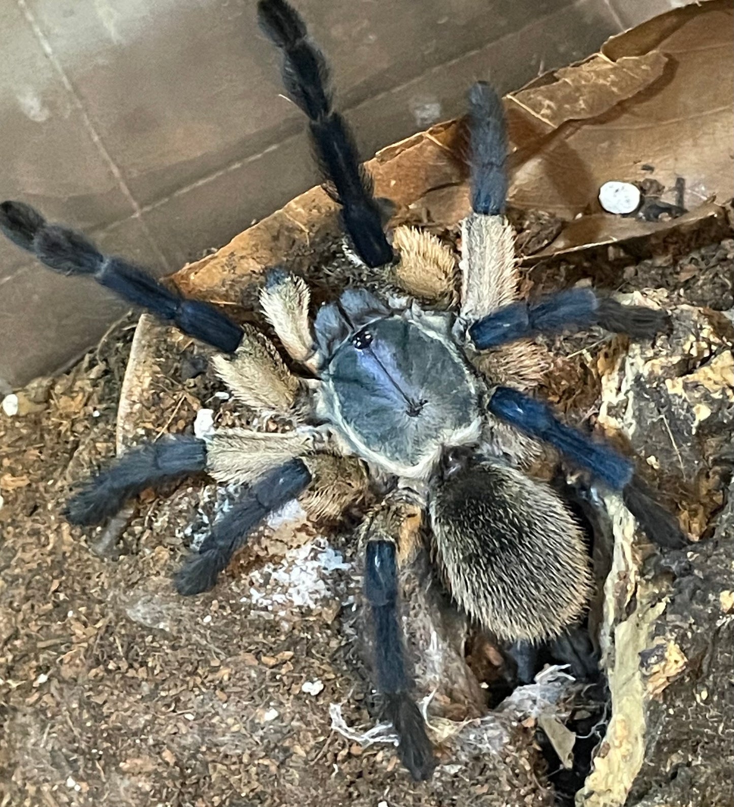 Monocentropus balfouri (Socotra island blue baboon)