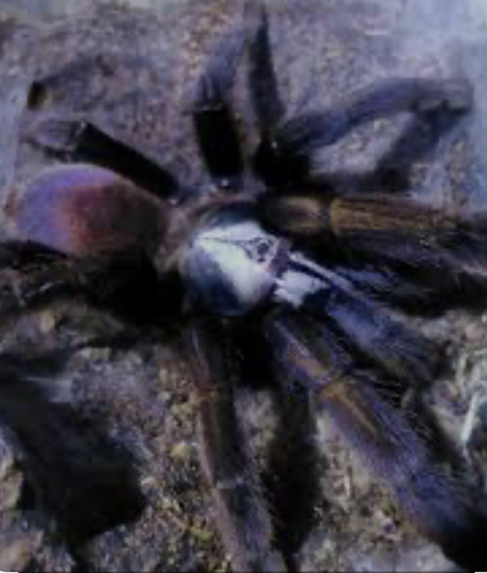 Cilantica sp 'Kali' (Kali Earth Tiger) 0.5"