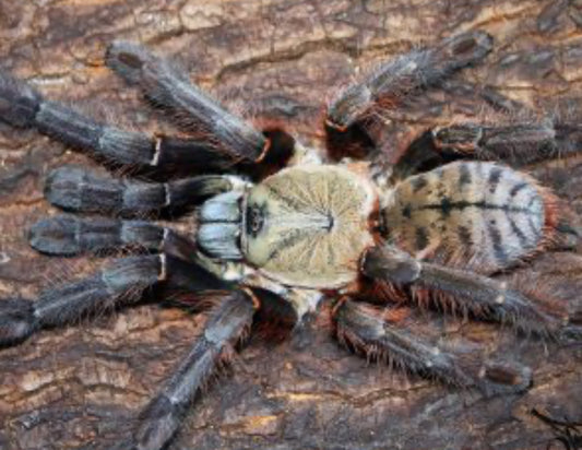 Phormingochilus Everetti (Sarawak red tiger)1.5” female