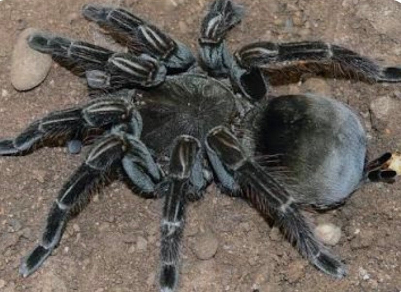 Pamphobeteus sp 'Manganegra' 1”
