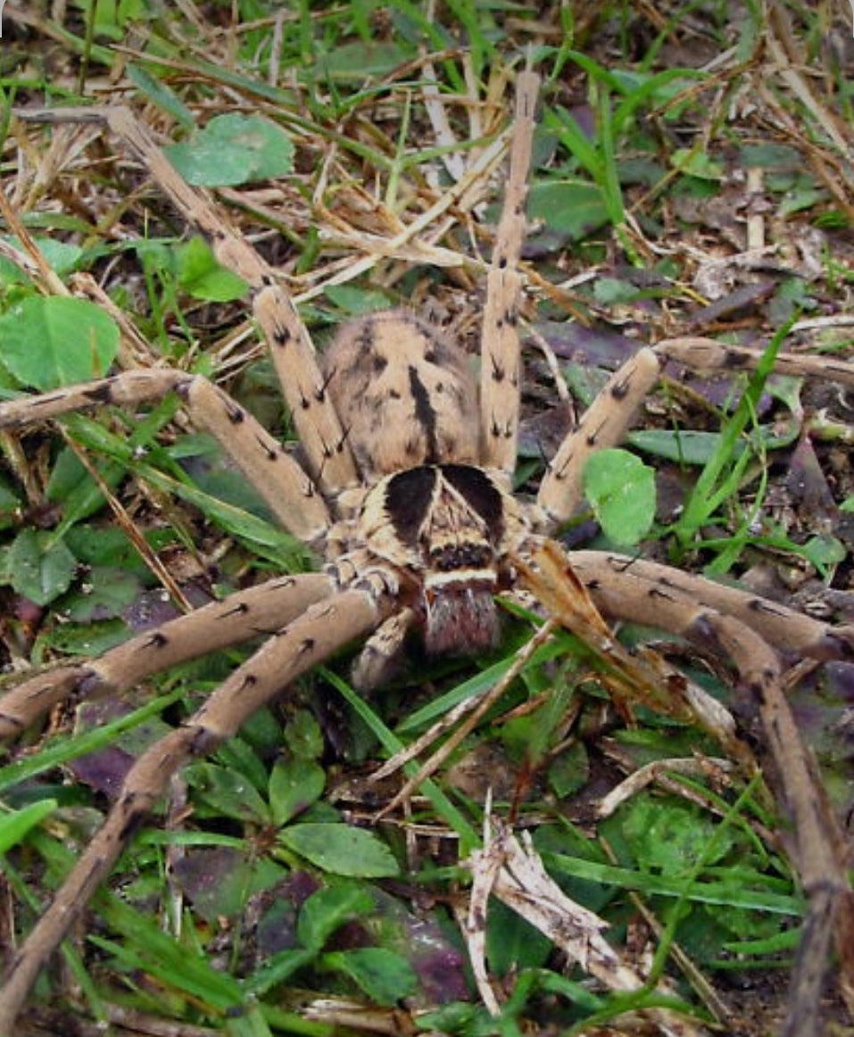 Heteropoda venatoria(Cane spider)freebie over 75$