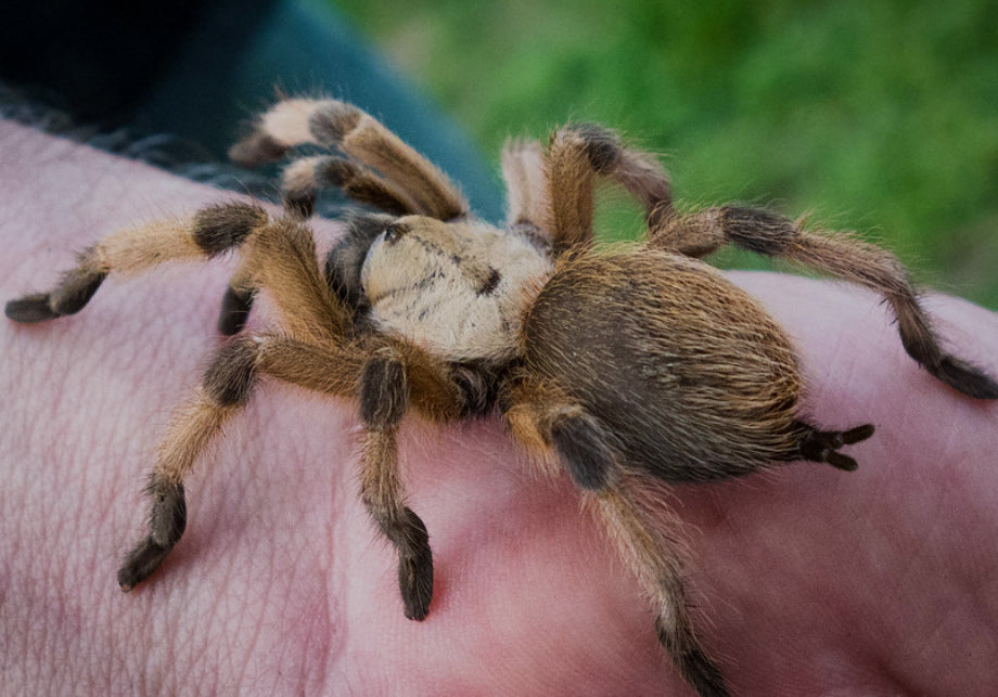 Aphonopelma moderatum (Rio Grande Gold) 1.5-2”