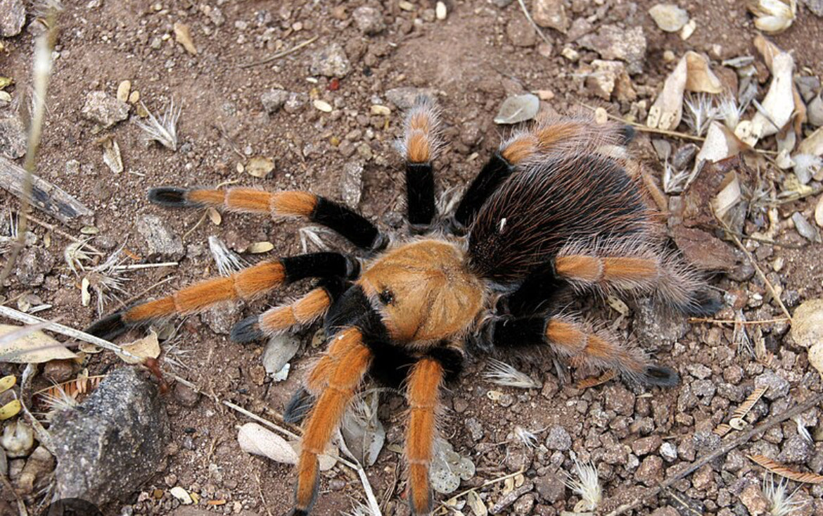 Aphonopelma bicoloratum (Mexican Bloodleg)