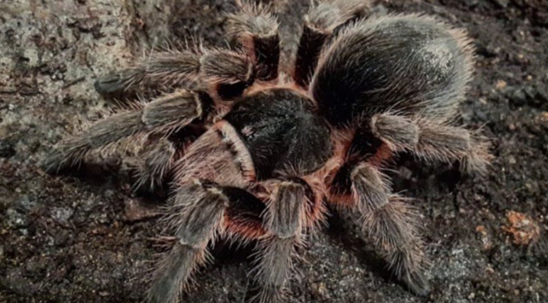 Grammostola anthracina ( Tawny Red).75”