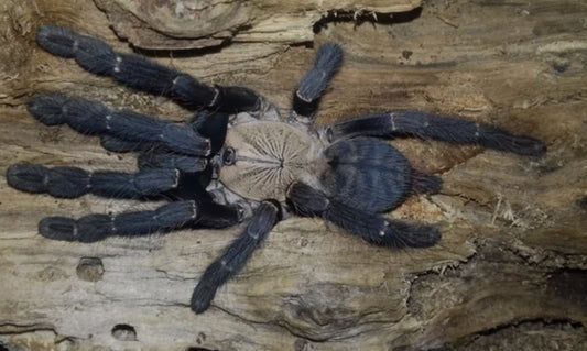 Phormingochilus hati hati(Purple earth tiger).75”