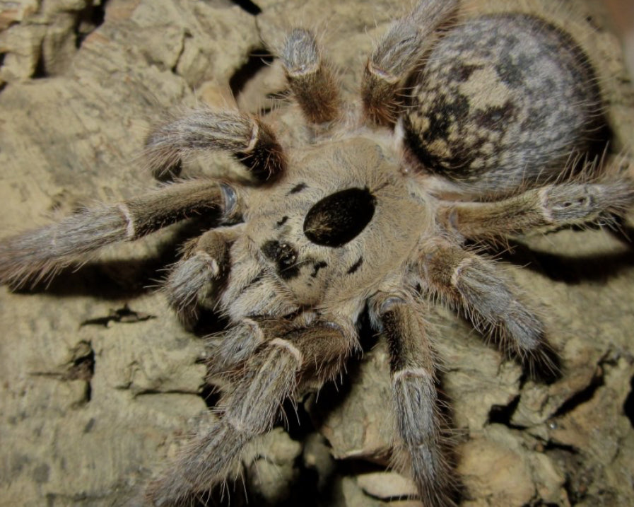 Ceratogryus brachycephalus (Greater Horned Baboon) 0.75"
