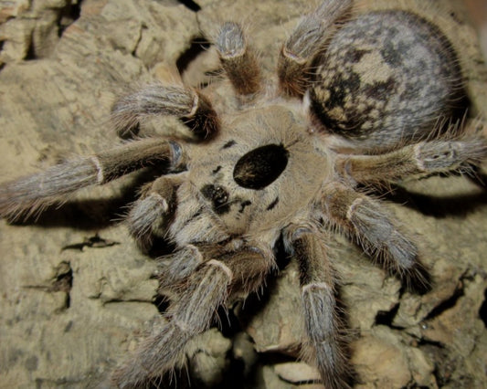 Ceratogryus brachycephalus (Greater Horned Baboon) 0.75"