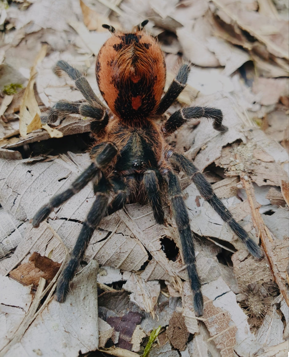Davus sp Kolumbia rare 1.5” female molt confirmed