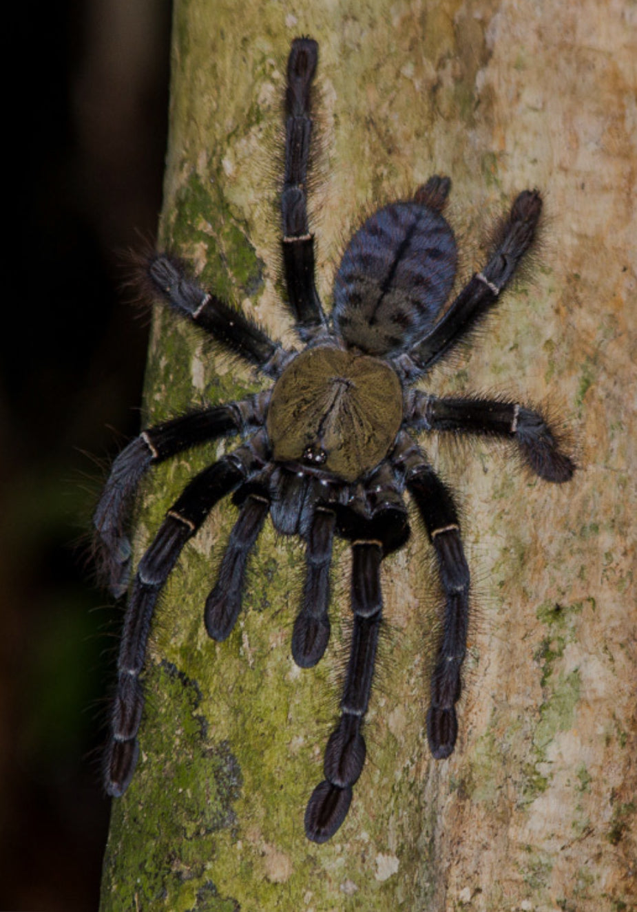 Omothymus sp 'Langkawi' (Langkawi Earth Tiger) 1"
