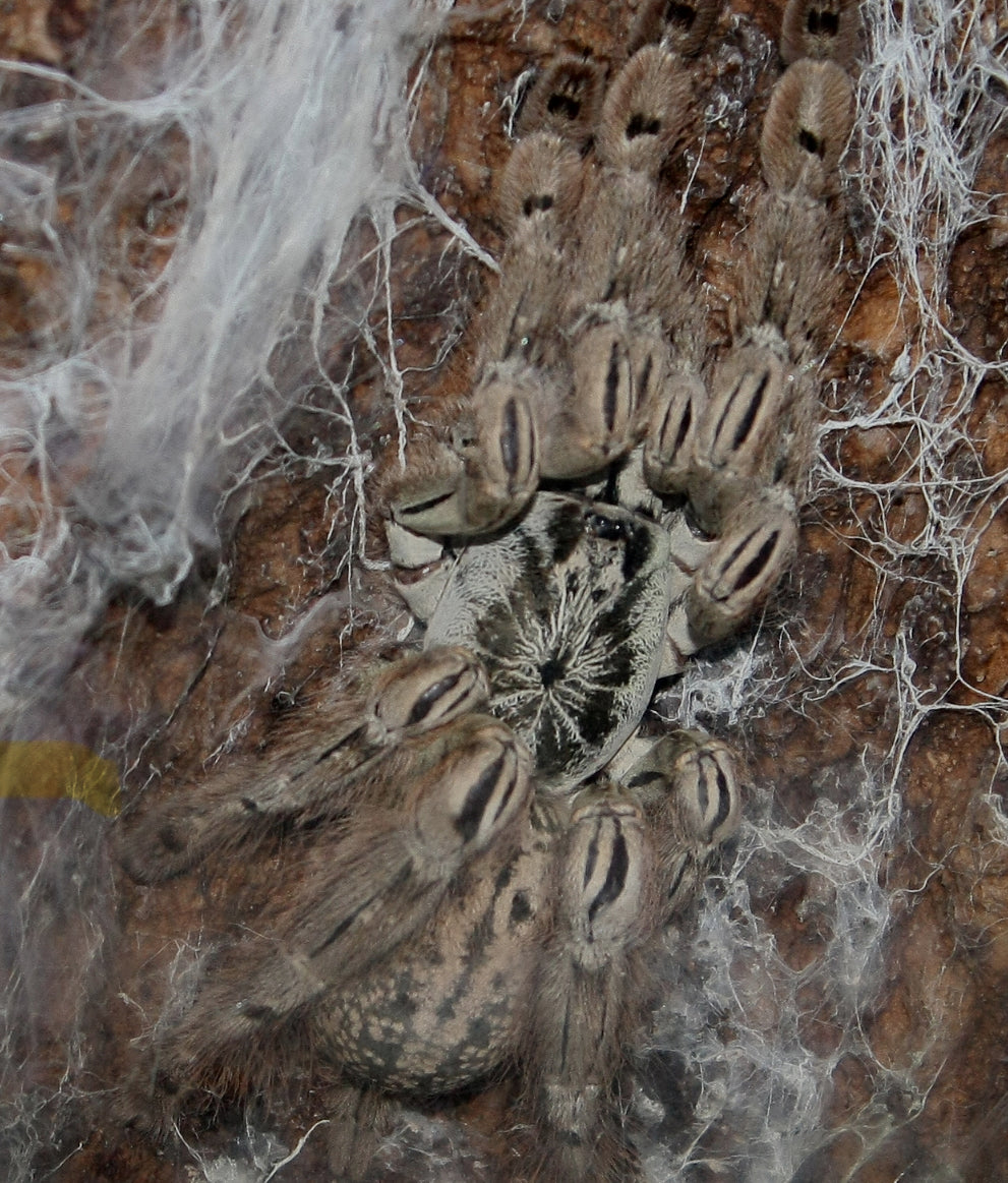 Heteroscodra maculata (Togo Starburst Baboon) 0.5"