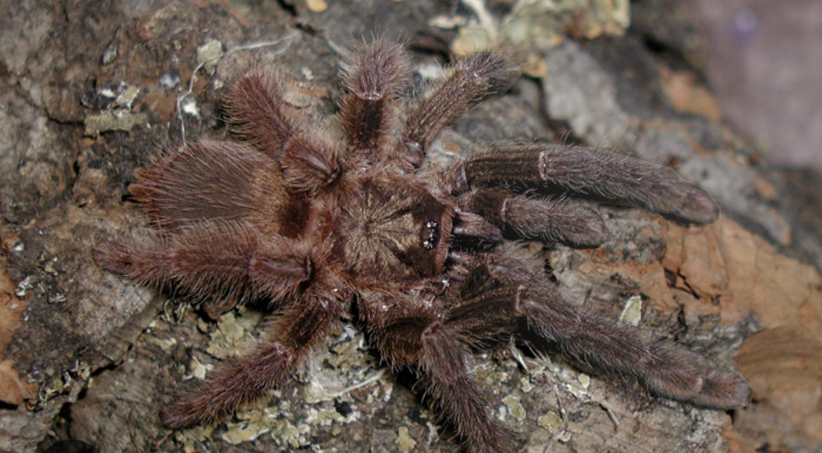 Psalmopoeus reduncus (orange mouth).5-.75