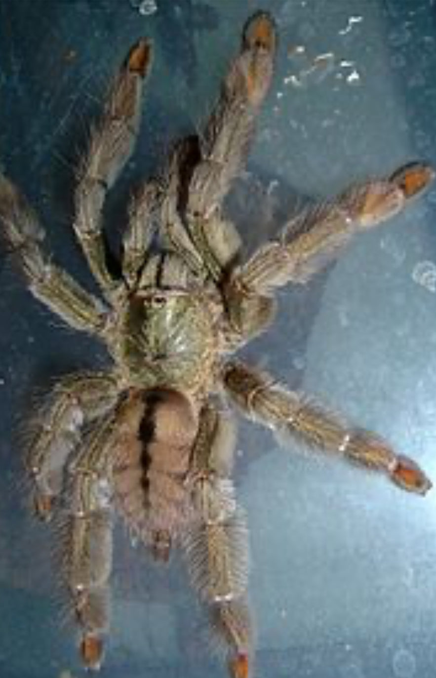 Psalmopoeus Cambridgei ( Trinidad Chevron).5-.75”