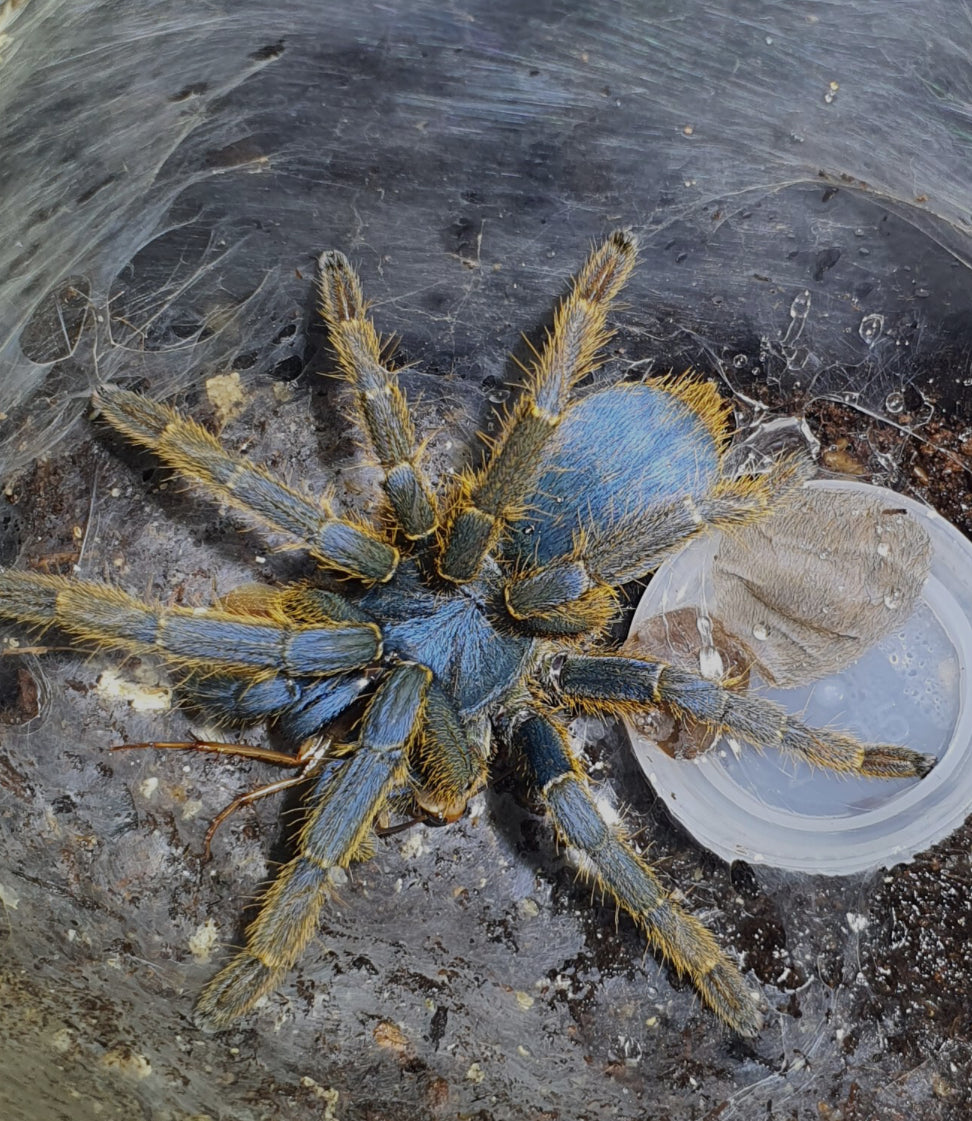 Ornithoctoninae sp 'Vietnam Silver' 0.75-1"