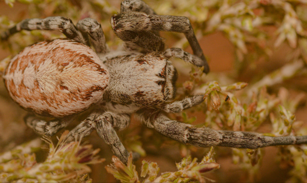 Stegodyphus Bicolor (bicolor velvet).25” cb