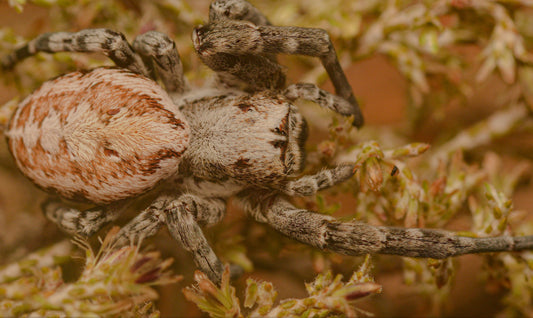 Stegodyphus Bicolor (bicolor velvet).25” cb