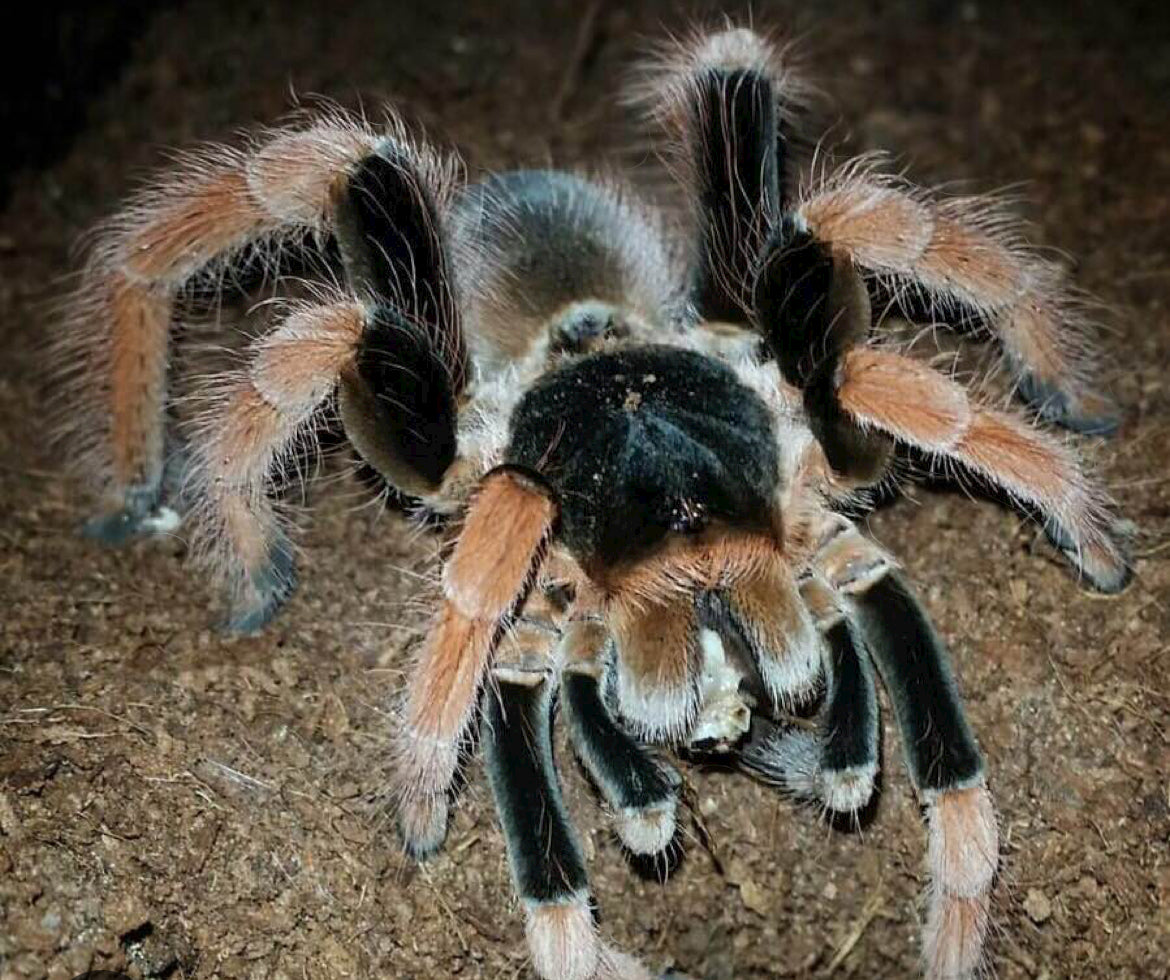 Megaphobema robustum (Colombian Giant Red-Leg)1.5”