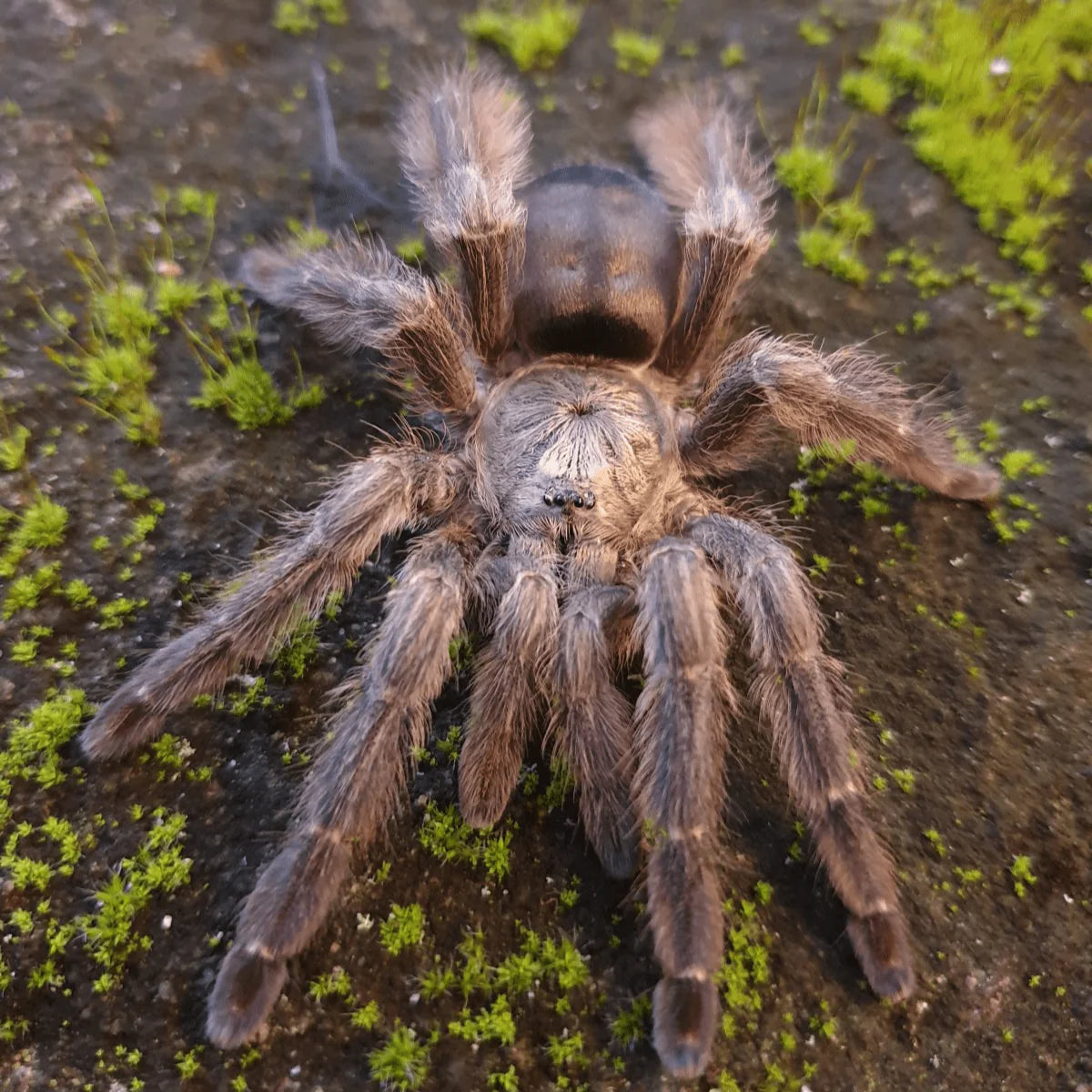 Tapinauchenius sp 'Casanare' (Casanare Tree Spider) 0.5"