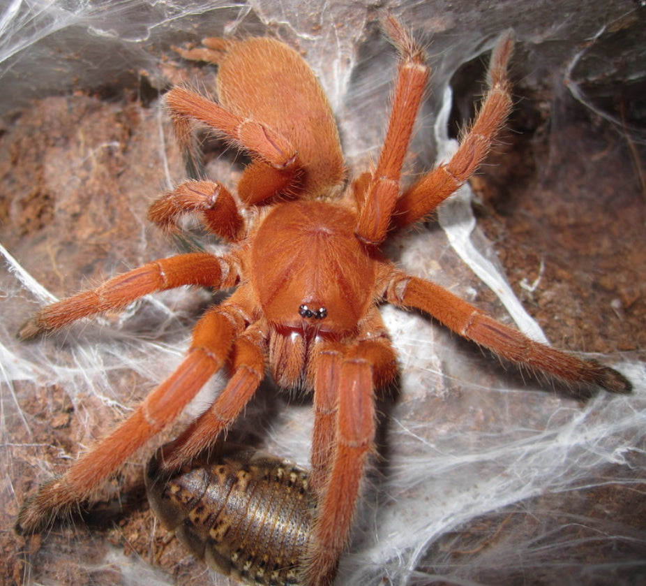 Selenobrachys Philippinus (philippine tangerine).5”