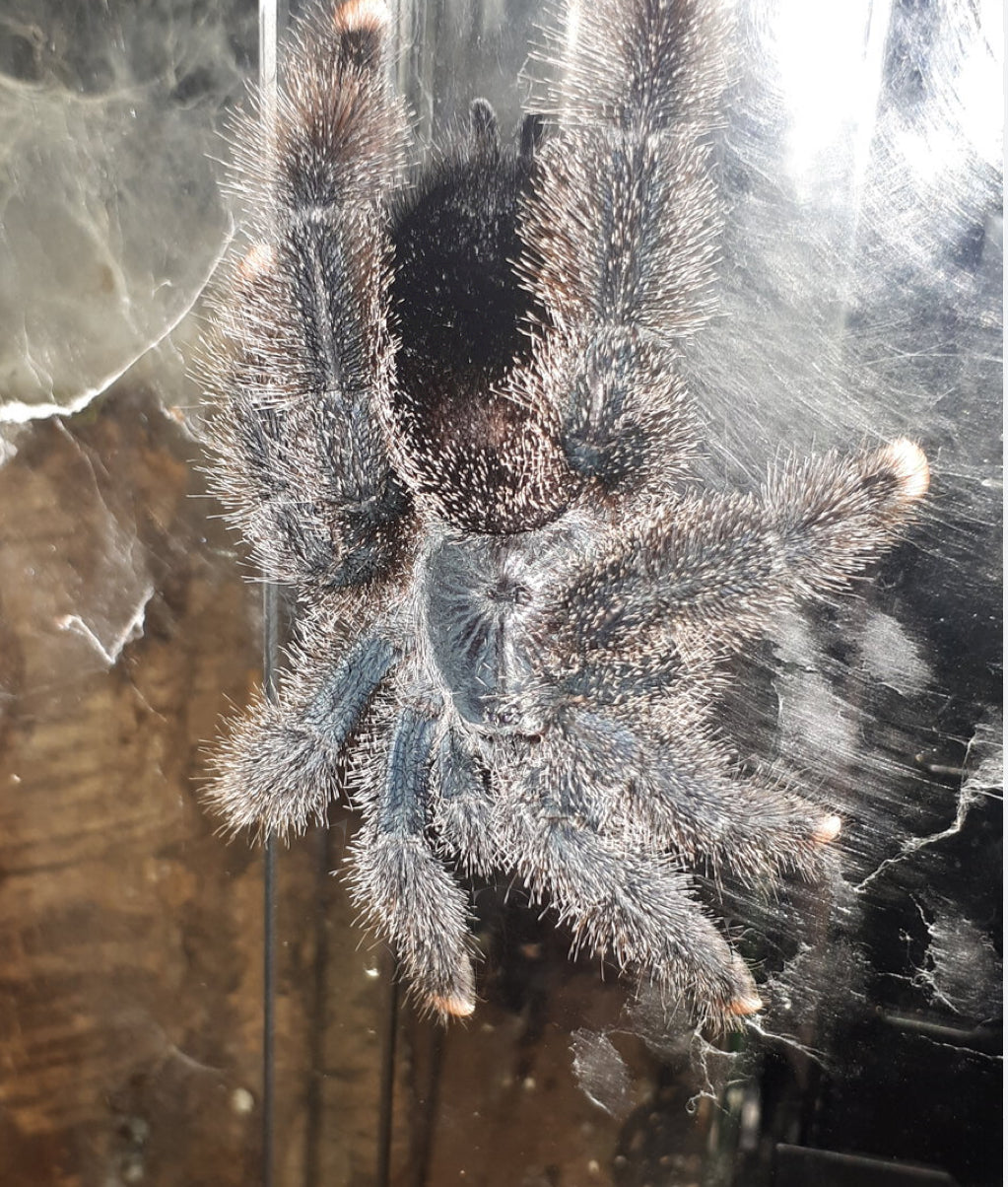 Avicularia Avicularia M6 (Metallic Pinktoe)