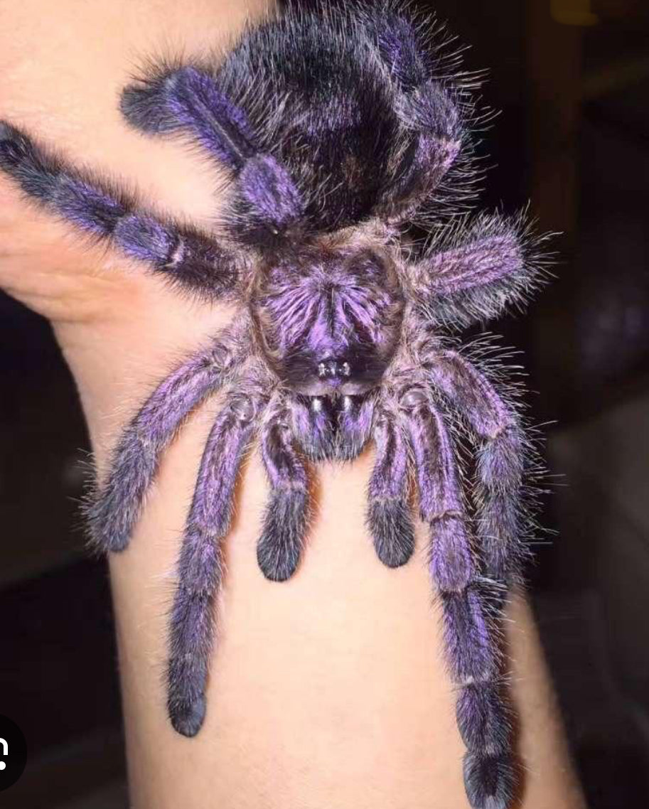 Avicularia Purpurea (Purple Pinktoe) .5”