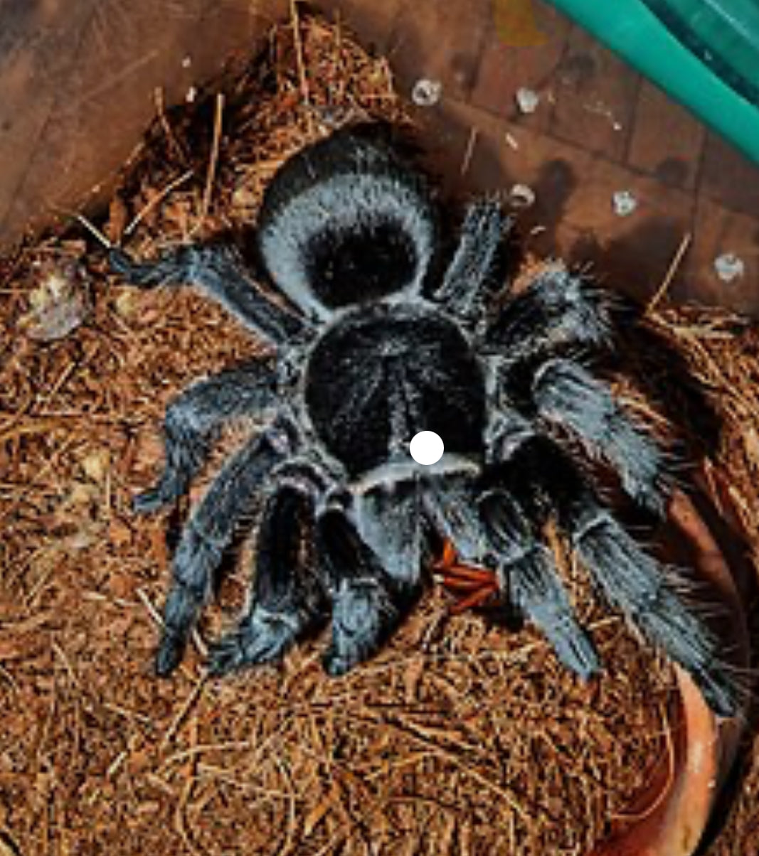 Grammostola Pulchra ( Brazilian Black).5-.75”