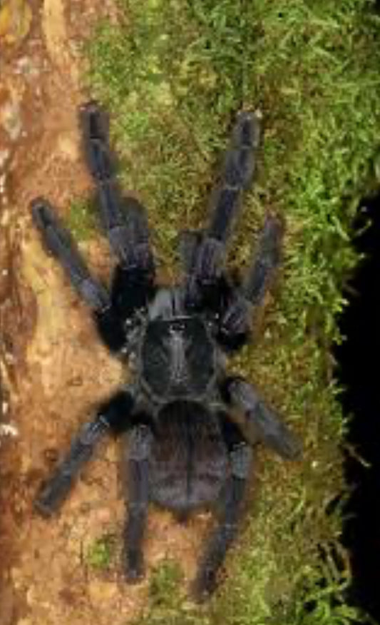 Phormingochilus Aboricola (Borneo Black).75”