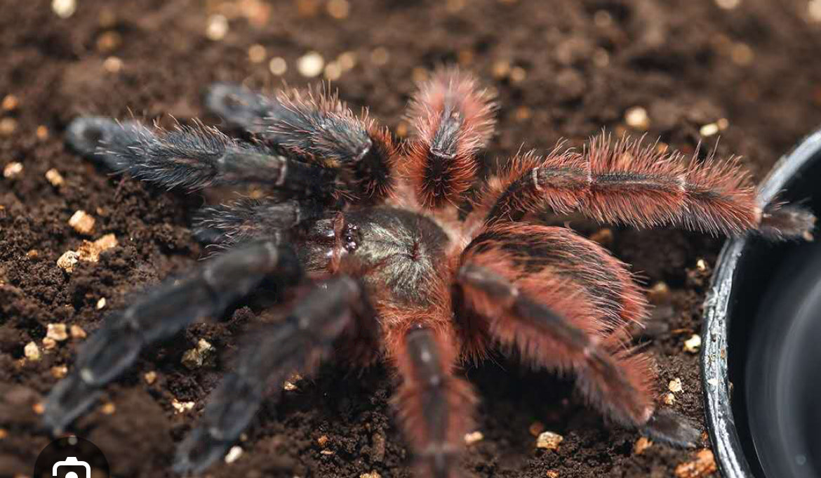 Psalmopoeus Victori ( Darth Maul Tarantula).75”