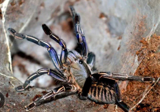 Cyriopagopus albostriatus 'Nahkon Ratchasima' (thai zebra).5”