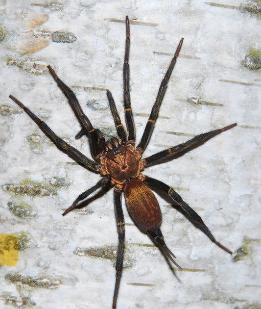 Linothele megatheliods(Colombian blue curtain web).75”