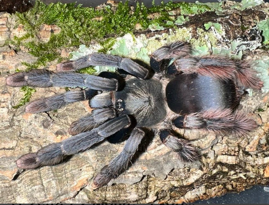 Amazonius sp Caqueta (Colombia tree spider).75”