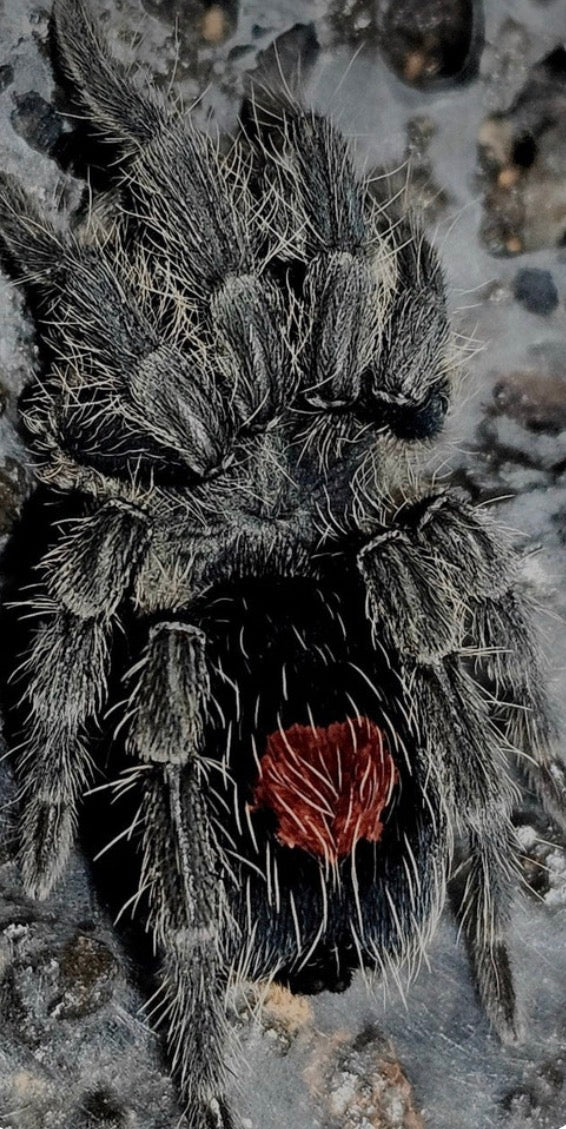 Cyriocosmus sp 'Cumbaza'