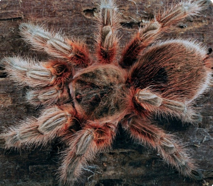 Grammostola sp maule (chilean orange blush).75”