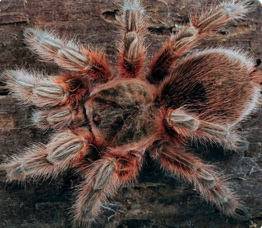 Grammostola sp maule (chilean orange blush).75”