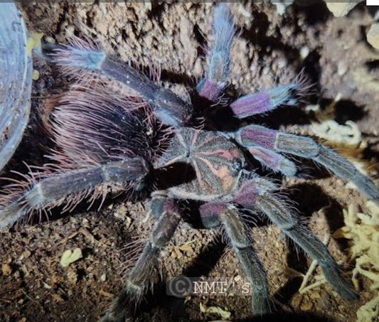 Pamphobeteus nigricolor(Giant blue bloom)1-2”freebie over 250$