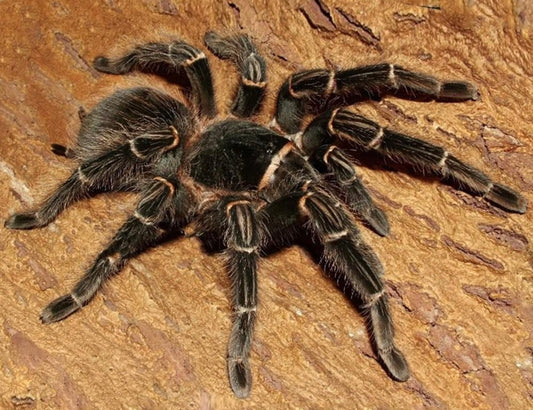 Lasiodora parahybana (Salmon pink birdeater).25-.5”