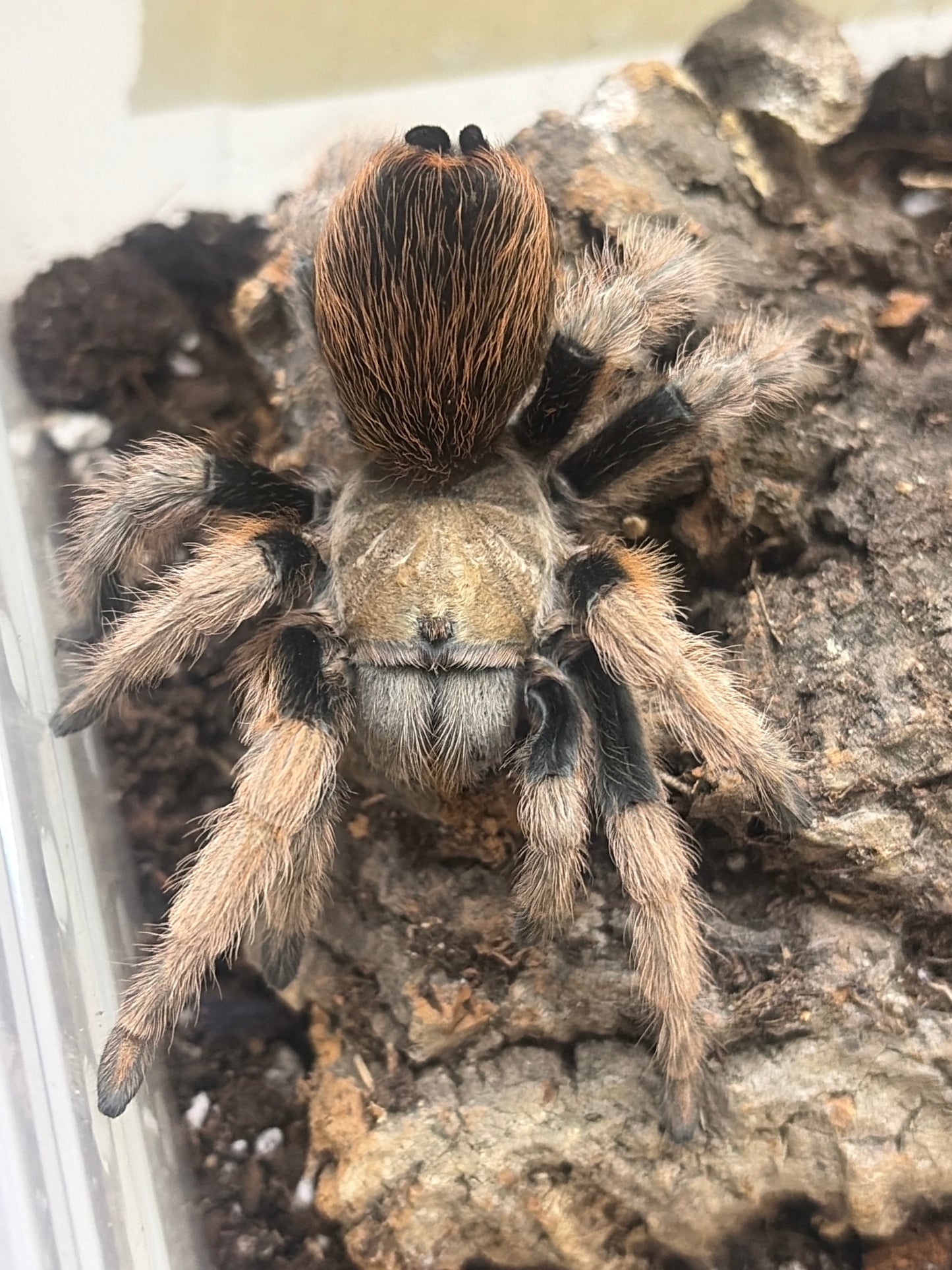 Aphonopelma chalcodes (Flagstaff Orange local) 5” female