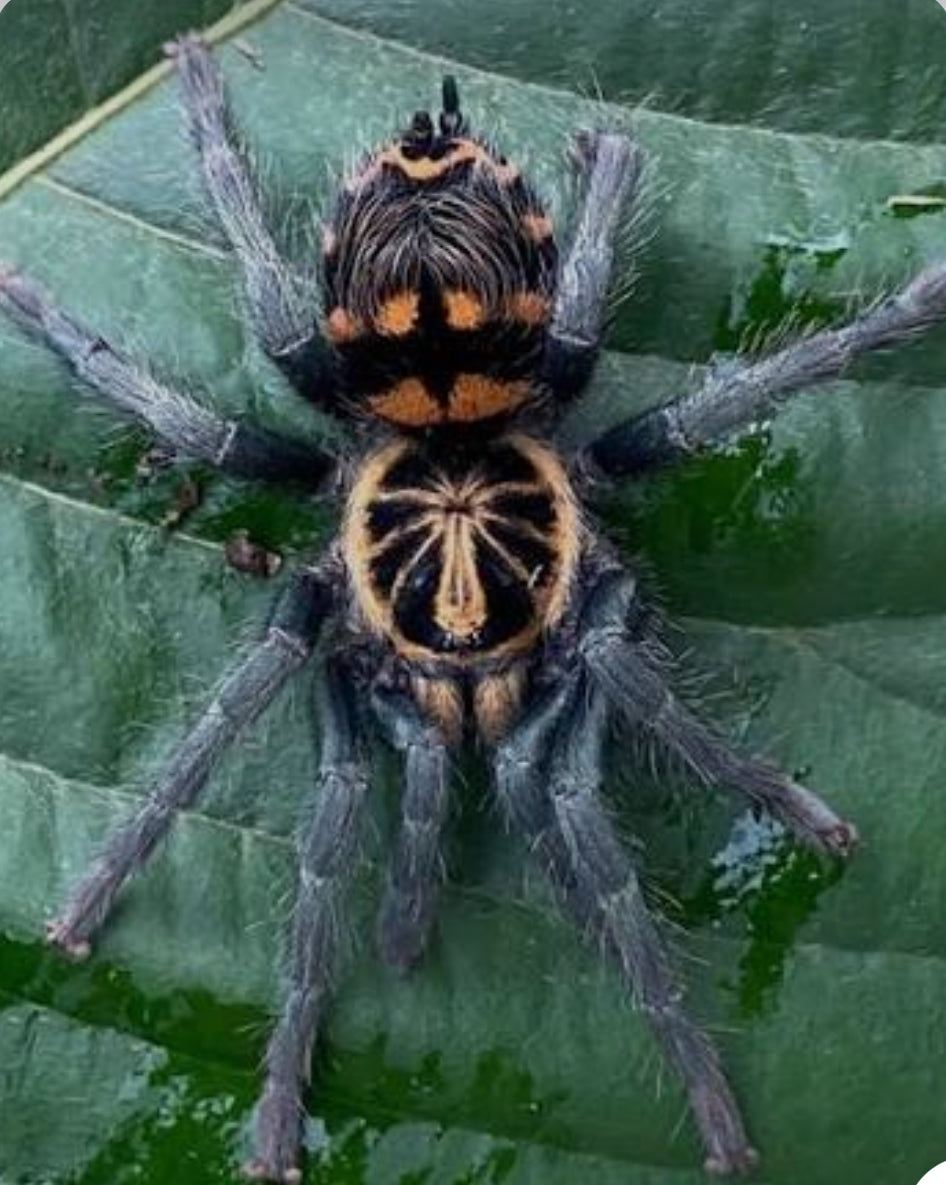 Davus sp. 'Chiapas' (Crowned Tiger Dwarf).25”