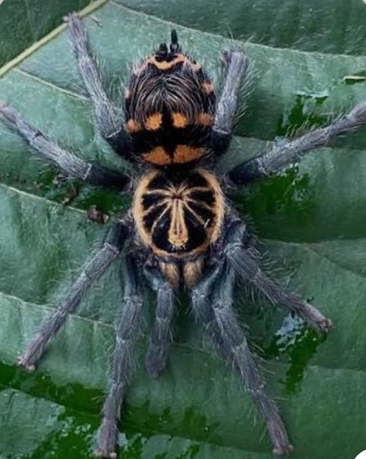 Davus sp. 'Chiapas' (Crowned Tiger Dwarf).25”