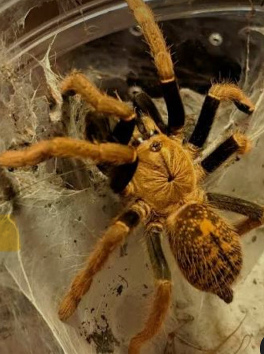 Encyocratella olivacea(Black & gold baboon).5”