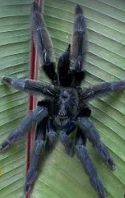 Psalmopoeus sp Tononegro(black shade tree spider).75”